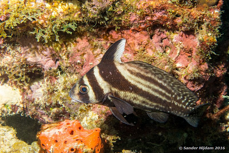 Spotted Drum (Equetus punctatus), Ol' Blue, , Bonaire