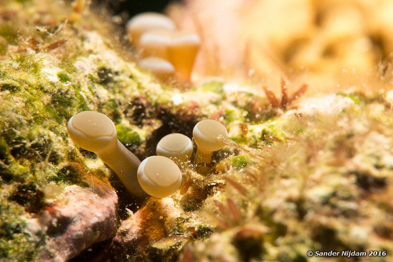 Hidden anemone (Lebrunia coralligens), Karpata, , Bonaire