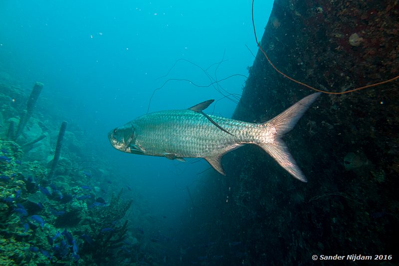 Tarpon (Megalops atlanticus), Hilma Hooker, , Bonaire