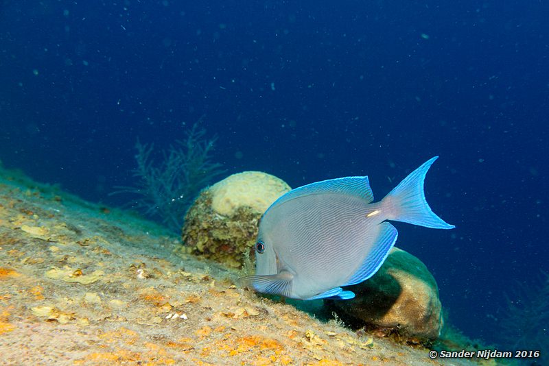 Blue Tang (Acanthurus coeruleus), Hilma Hooker, , Bonaire