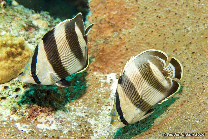 Banded butterflyfish (Chaetodon striatus), Sara's smile, , Bonaire