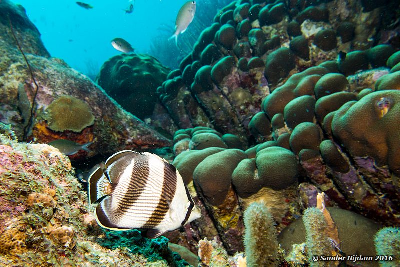 Banded butterflyfish (Chaetodon striatus), Sara's smile, , Bonaire