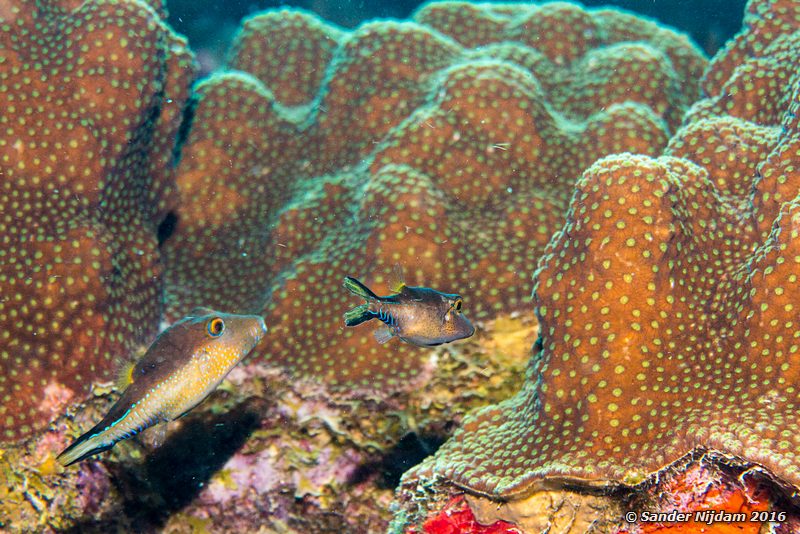 Sharpnose puffers (Canthigaster rostrata), Sara's smile, , Bonaire