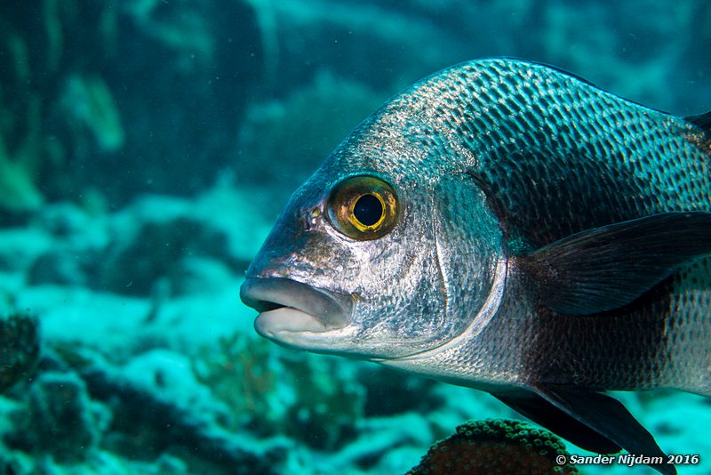 Black Margate (Anisotremus surinamensis), Sara's smile, , Bonaire