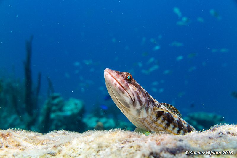 Sand diver (Synodus intermedius), Sara's smile, , Bonaire