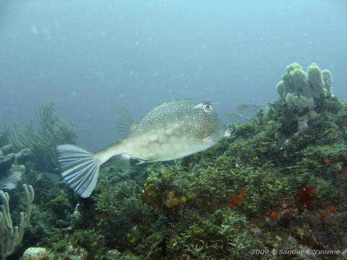 Honeycomb cowfish (Acanthostracion polygonia)