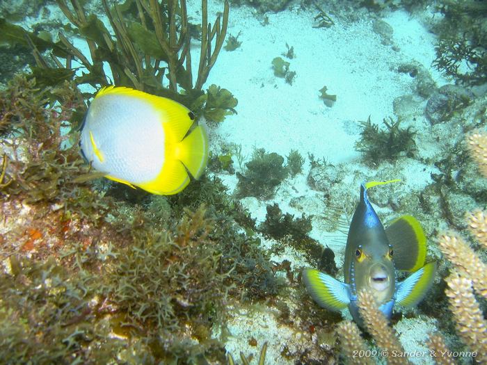 Spotfin butterflyfish (Chaetodon ocellatus) with Blue angelfish (Holacanthus bermudensis)