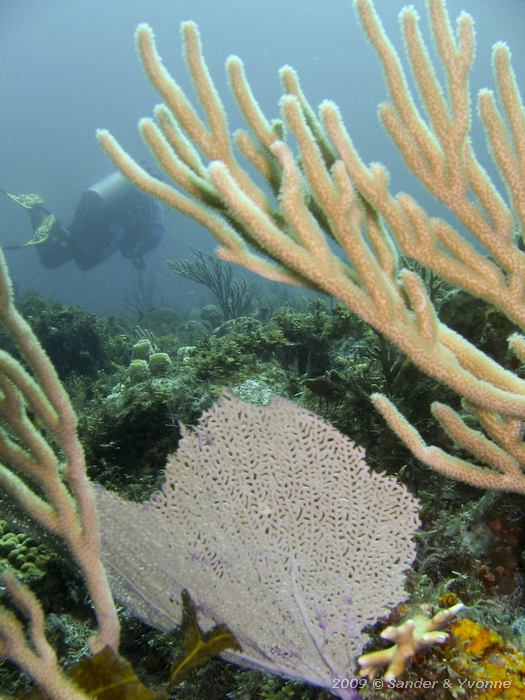 Gorgonians and fan coral