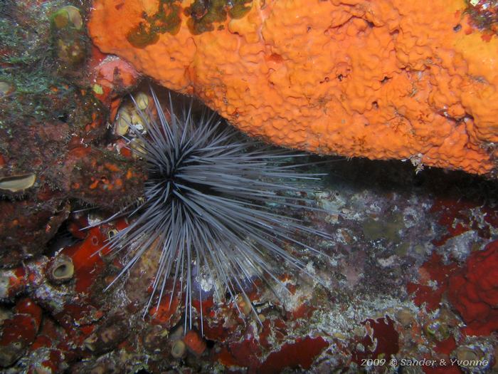 Long spined urchin (Diadema antillarum)