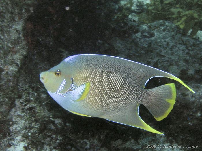 Blue angelfish (Holacanthus bermudensis)