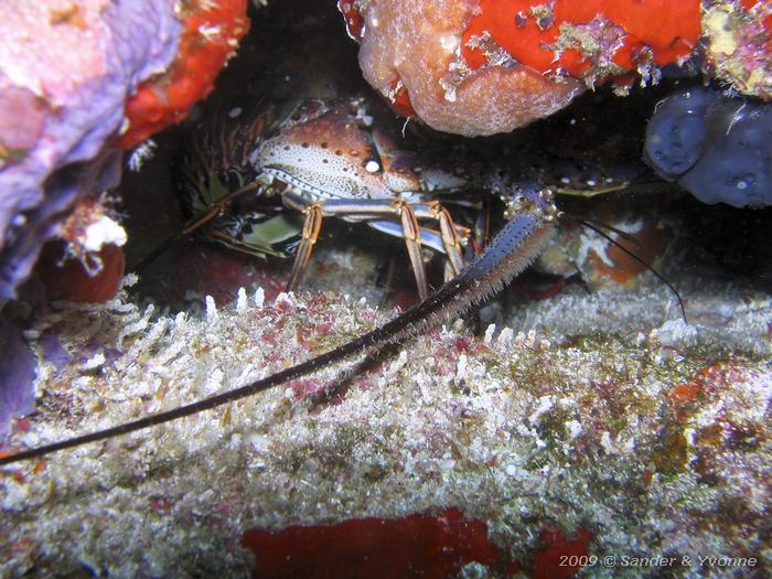 Caribbean spiny lobster (Panulirus argus)