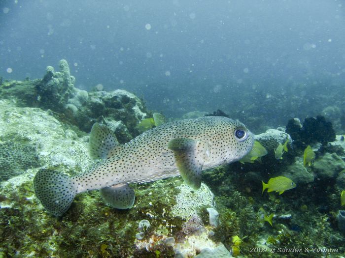 Porcupinefish (Diodon hystrix)