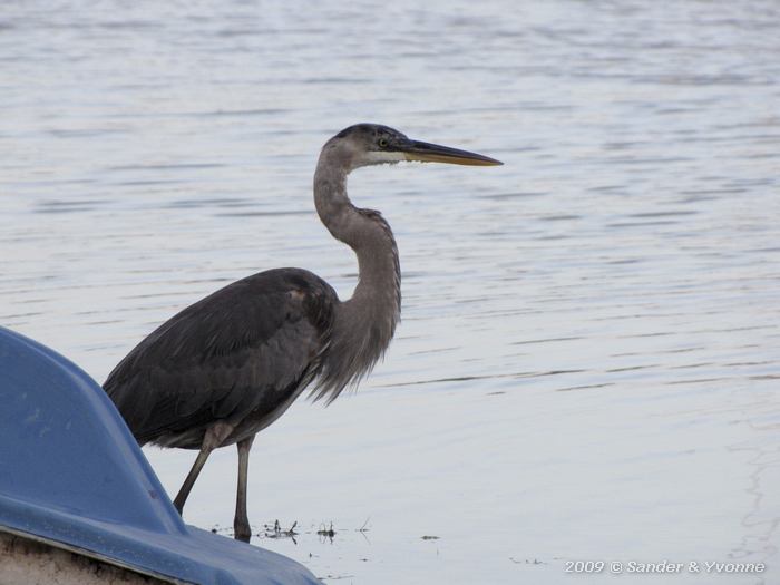 Great Blue Heron (Ardea herodias)