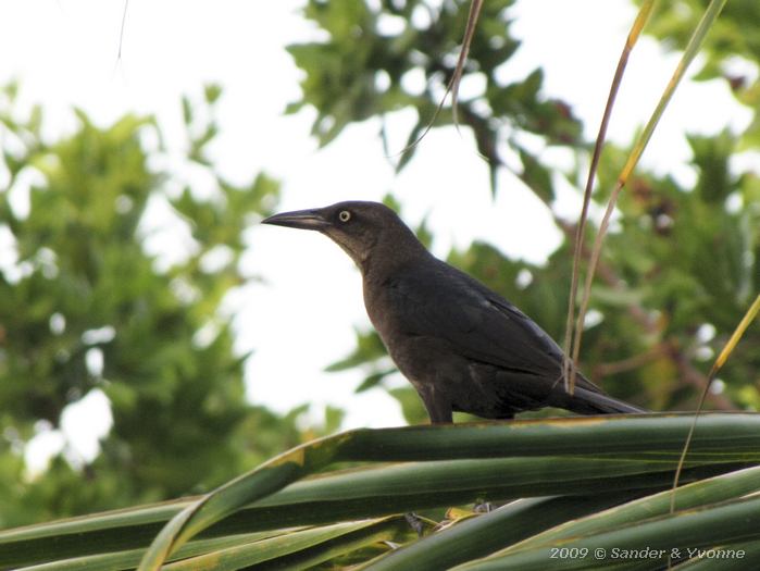 Great-tailed Grackle (Quiscalus mexicanus)