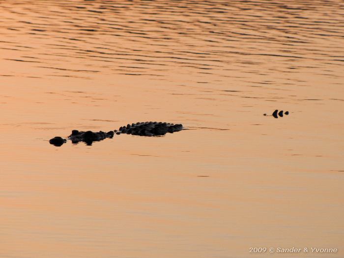 American crocodile (Crocodylus acutus)