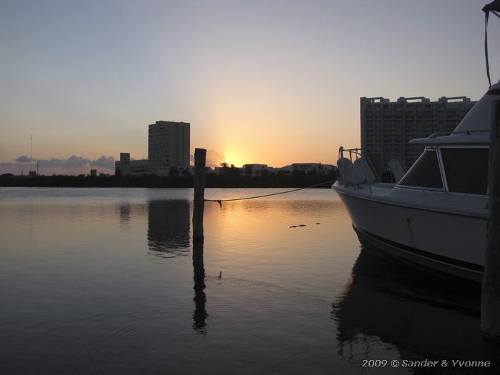 American crocodile (Crocodylus acutus)