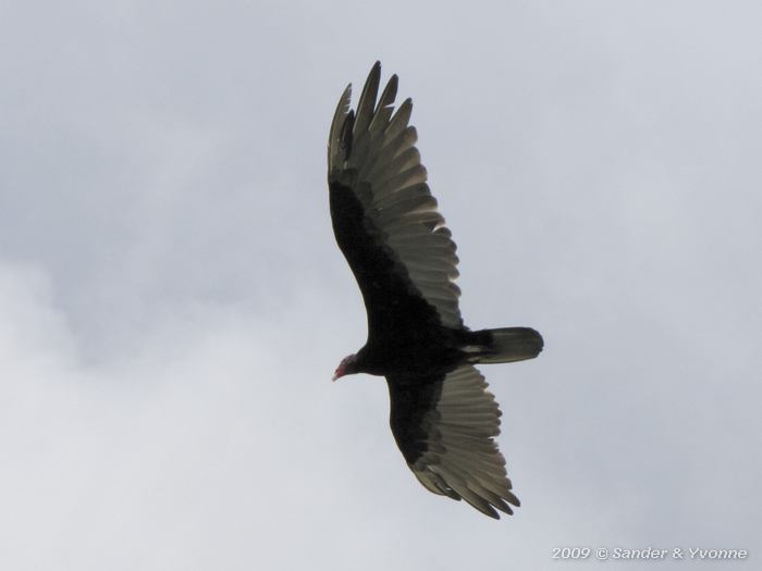 Turkey Vulture (Cathartes aura)