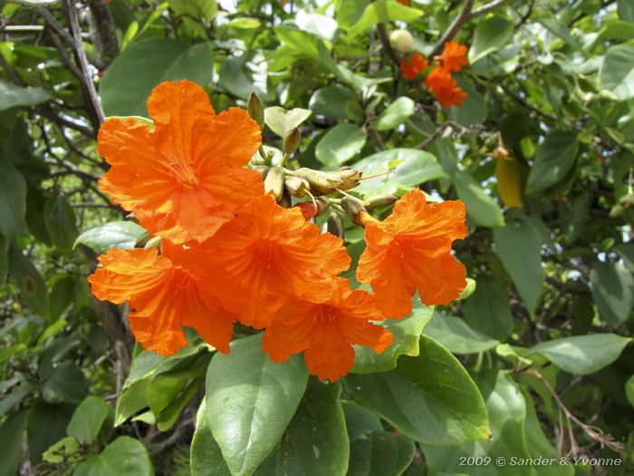 Flowers