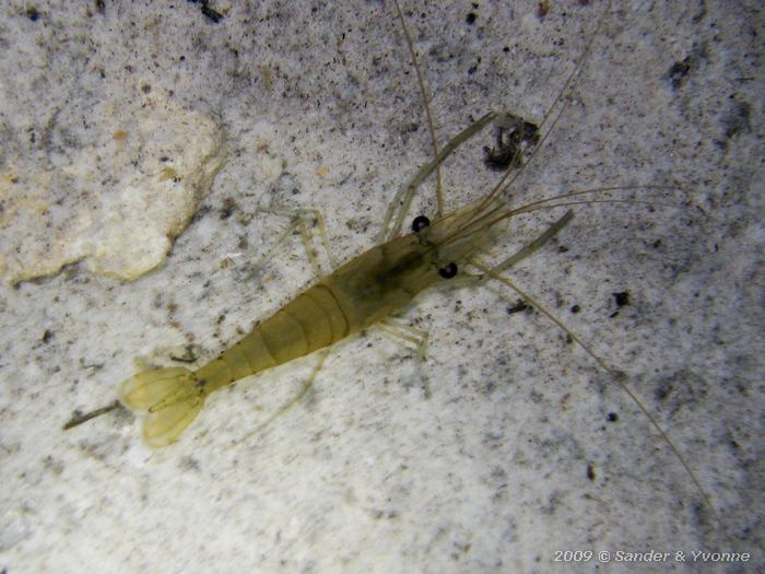 Fresh water shrimp