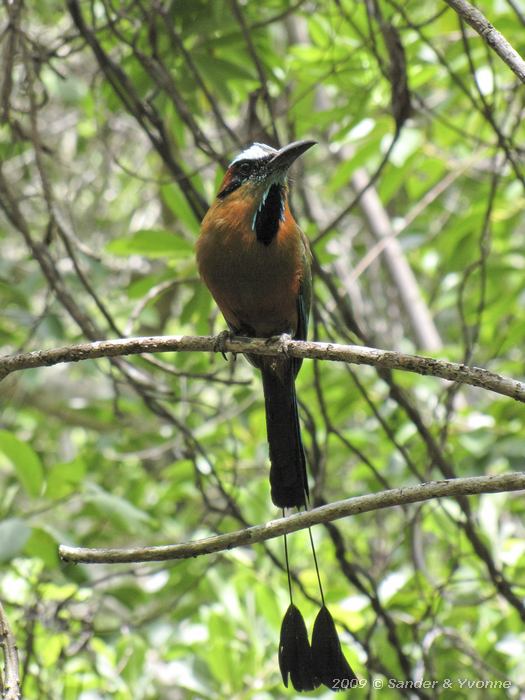 Turquoise-browed Motmot (Eumomota superciliosa)