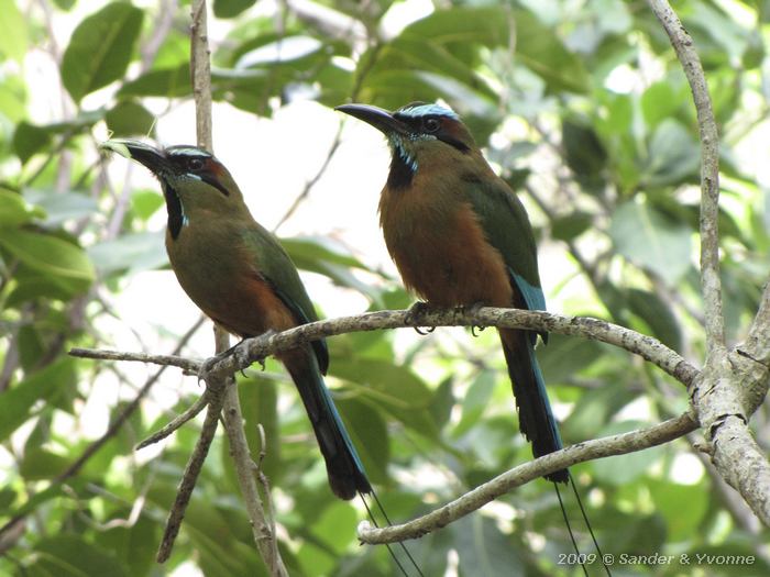 Turquoise-browed Motmot (Eumomota superciliosa)