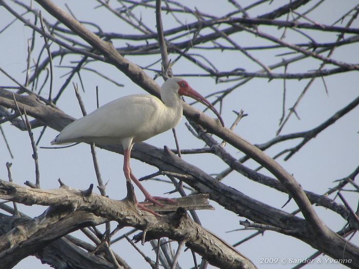 White Ibis (Eudocimus albus)