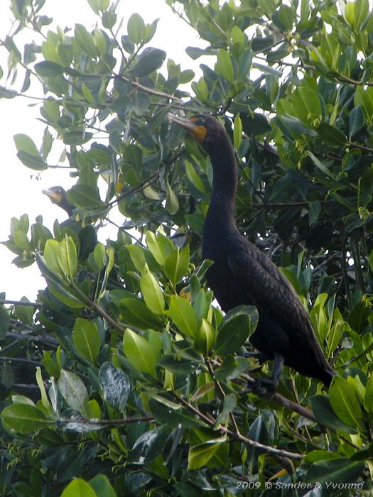 Neotropic Cormorant (Phalacrocorax brasilianus)