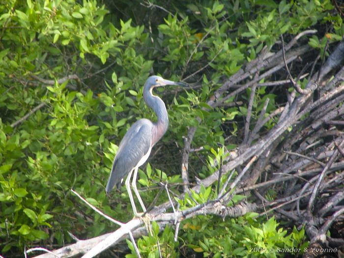 Tricolored Heron (Egretta tricolor)