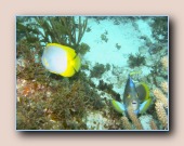 Vinvlek koraalvlinder met bermudakeizersvis