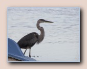 Amerikaanse blauwe reiger