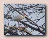 Witte ibis