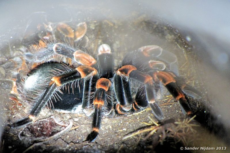 Orange Kneed Tarantula (Barachypelma Smithii) Santamaria Night Walk, Monteverde Cloud Forest, Costa Rica