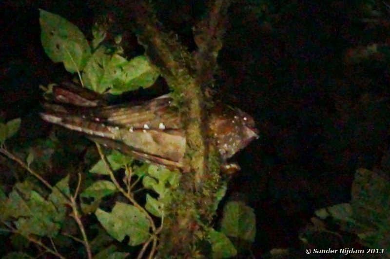 Oilbird (Steatornis caripensis) Santamaria Night Walk, Monteverde Cloud Forest, Costa Rica