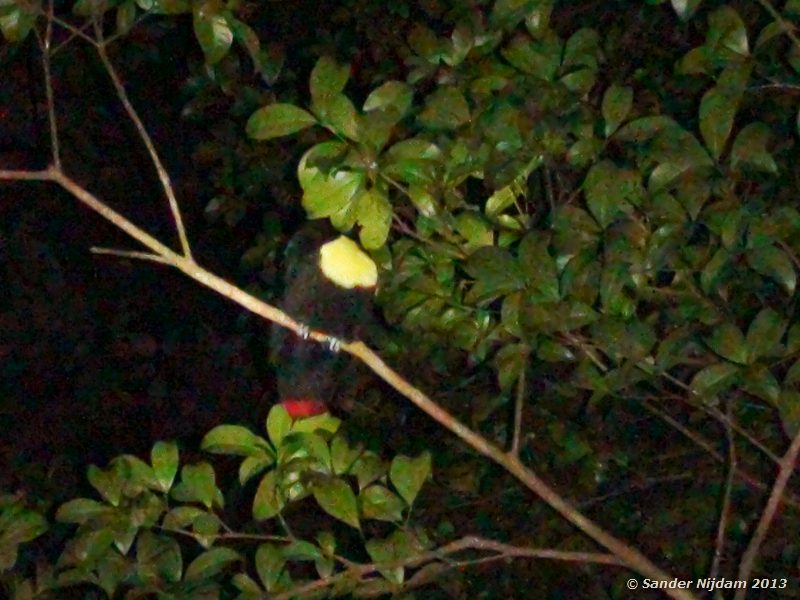Chestnut-mandibled Toucan (Ramphastos swainsonii) Santamaria Night Walk, Monteverde Cloud Forest, Costa Rica