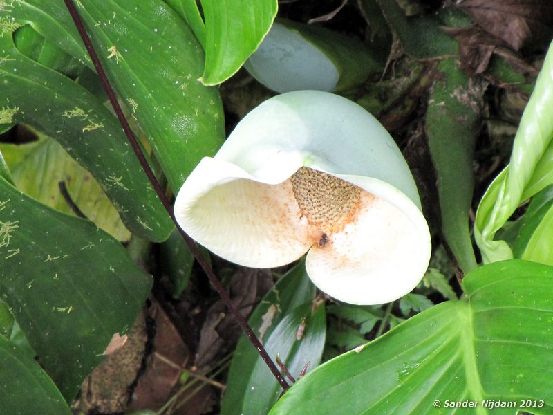  Selvatura Park, Monteverde Cloud Forest, Costa Rica
