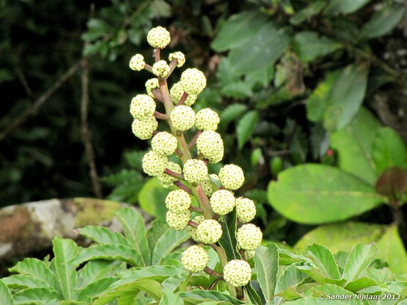 Noni (Morinda citrifolia) Selvatura Park, Monteverde Cloud Forest, Costa Rica