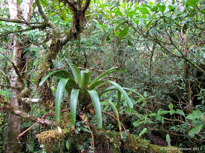  Selvatura Park, Monteverde Cloud Forest, Costa Rica