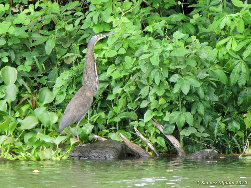 Bare-throated Tiger Heron (Tigrisoma mexicanum) Isletas de Granada, Nicaraguameer, Nicaragua
