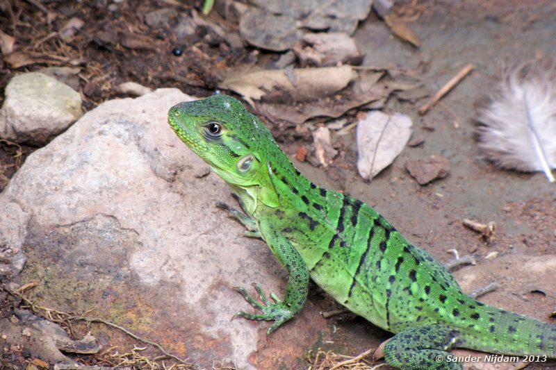 Black iguana (Ctenosaura similis) Rincon de la Vieja Nationaal Park, Costa Rica