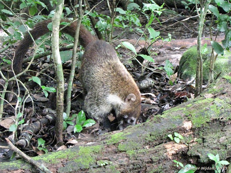 White-nosed coati (Nasua narica) Rincon de la Vieja Nationaal Park, Costa Rica