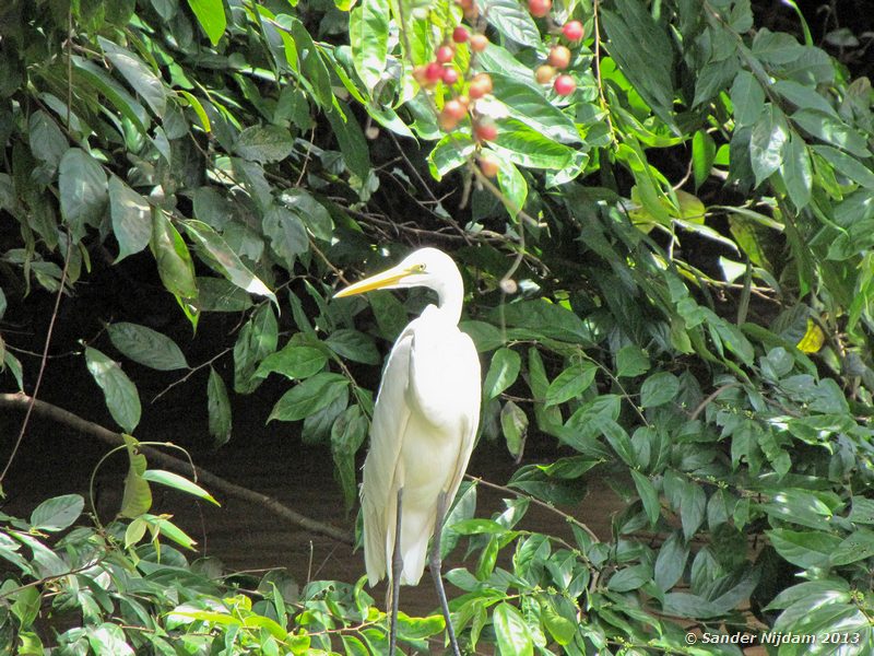 Great Egret (Casmerodius albus) Cano Negro, Costa Rica