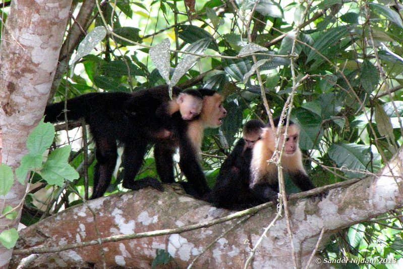 White-Faced or Capuchin Monkey (Cebus capucinus) Cano Negro, Costa Rica