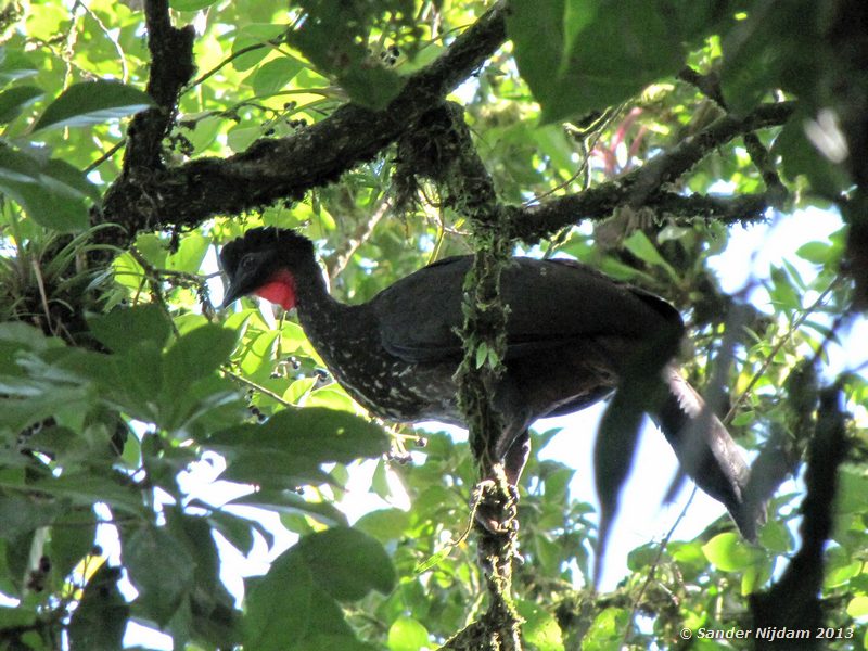 Crested Guan (Penelope purpurascens)  Montana de Fuego hotel, Arenal vulkaan, Costa Rica