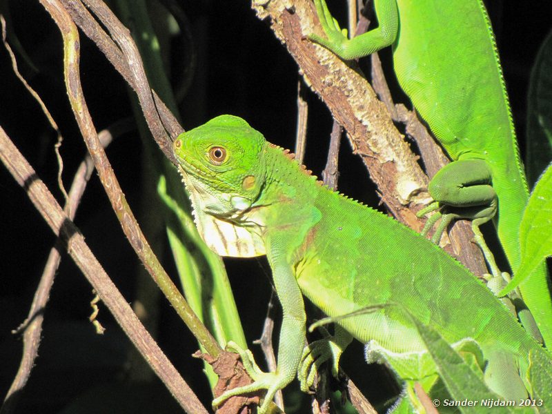 Green iguana (Iguana iguana) Manuel Antonio National Park, Costa Rica