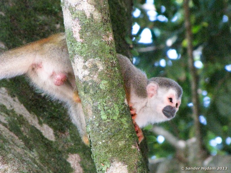 Squirrel Monkey (Saimiri oerstedii)  Manuel Antonio National Park, Costa Rica