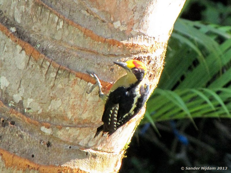 Black-cheeked Woodpecker (Melanerpes pucherani) Casitas Eclipse, Quepos, Costa Rica