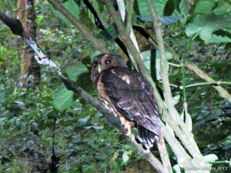 Mottled Owl (Strix virgata) Boquete, Panama