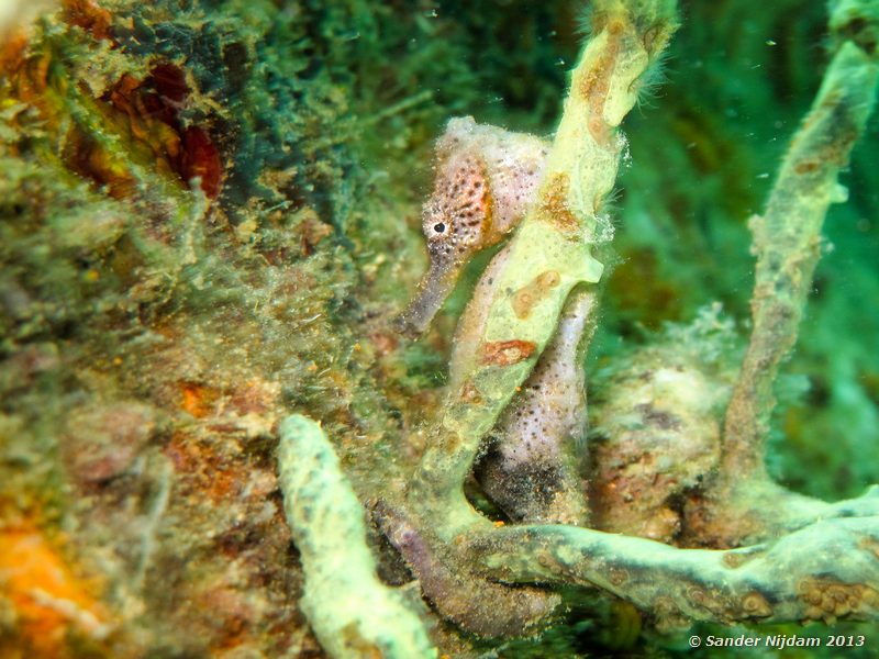 Longsnout seahorse (Hippocampus reidi) The Wreck, Bocas del Toro, Panama