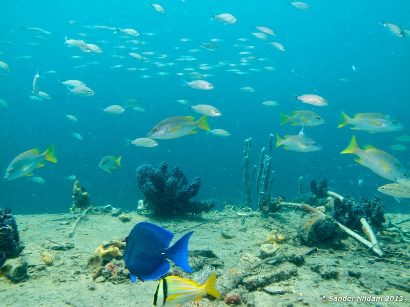 Blue tang, Porkfish, Schoomasters and Tomtates. The Wreck, Bocas del Toro, Panama