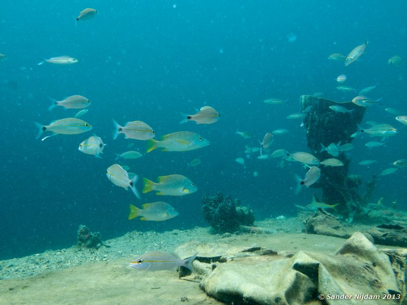 Schoomasters and Tomtates. The Wreck, Bocas del Toro, Panama